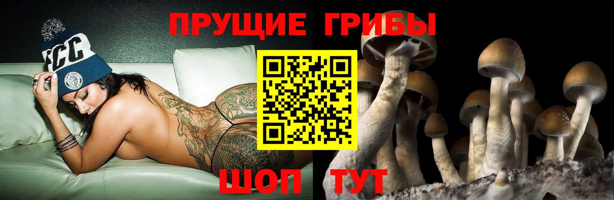 наркота  Псилоцибиновые грибы Psilocybe  Петровск  Вход с VPN  Псилоцибиновые грибы мицелий 